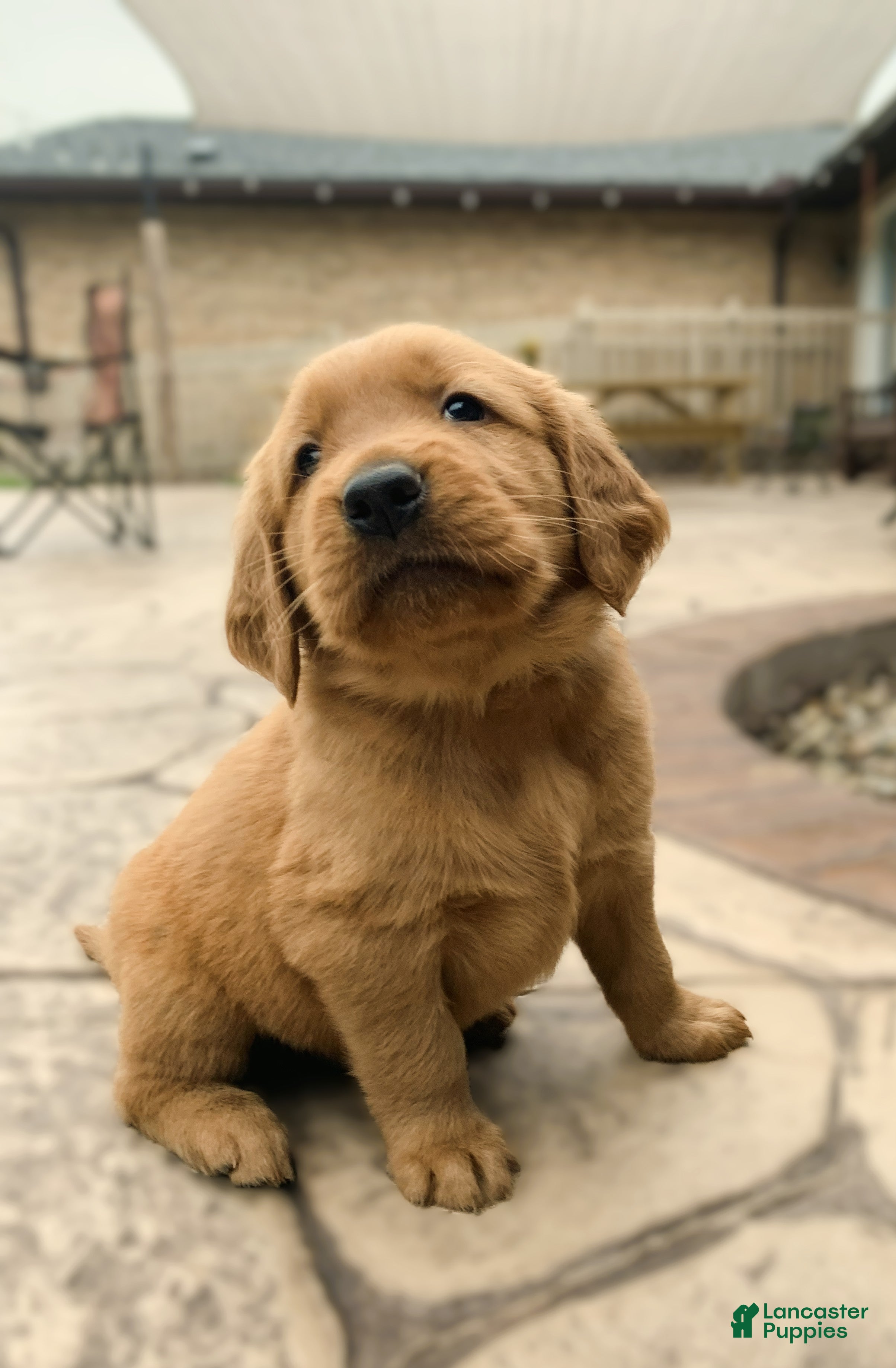 Golden Retriever dogs Aspen - Ad 1