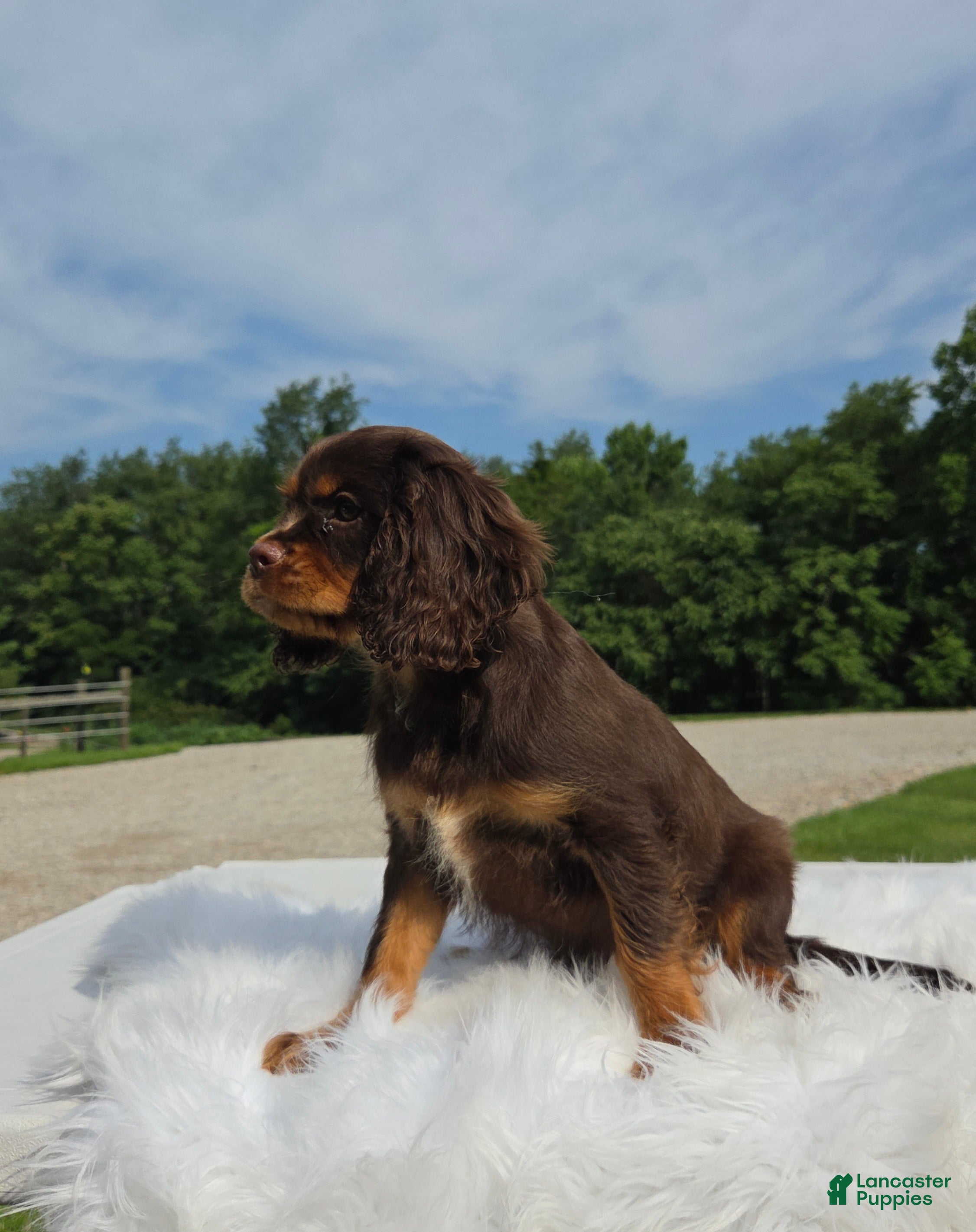 Cavalier King Charles Spaniel dogs Mojo - Ad 2