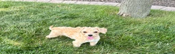 Maltipoo dogs for sale: Tiny - Ad 2