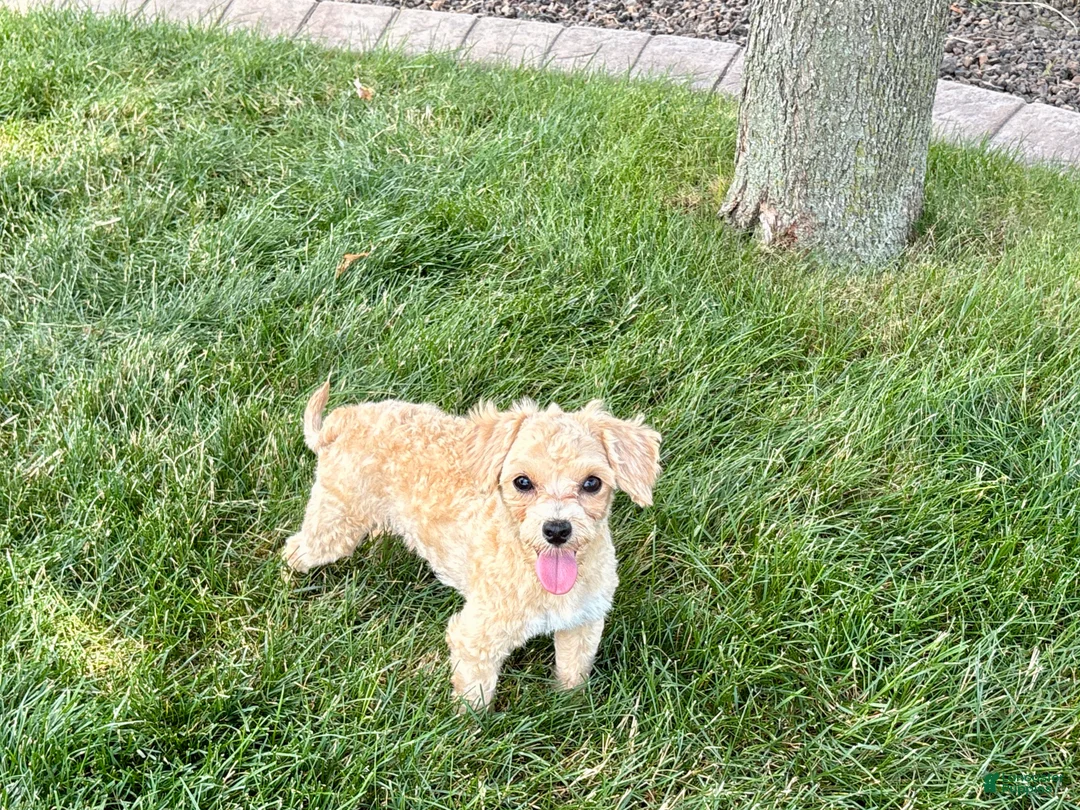 Maltipoo dogs for sale: Tiny - Ad 2