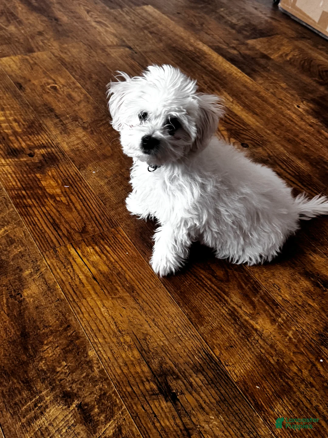 Bichon Frise dogs for sale: Bichon Frise (Toby) - Ad 1