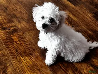 Bichon Frise dogs Bichon Frise (Toby) - Ad 5