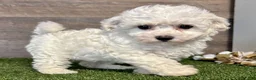 Bichon Frise dogs for sale: Bichon Frise 1 - Ad 3