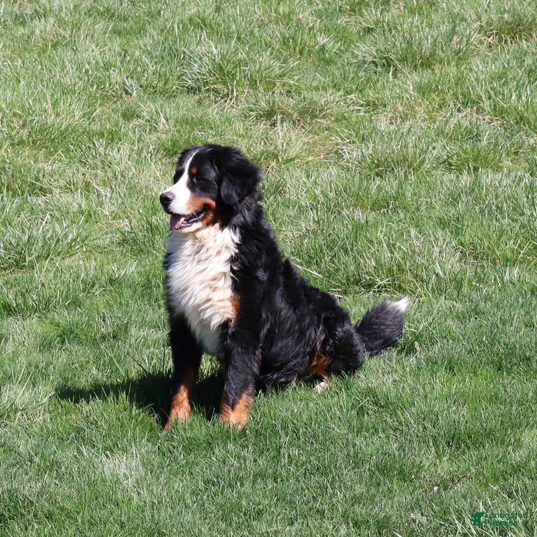 Mixed Breed dogs for sale: Louie - Ad 10