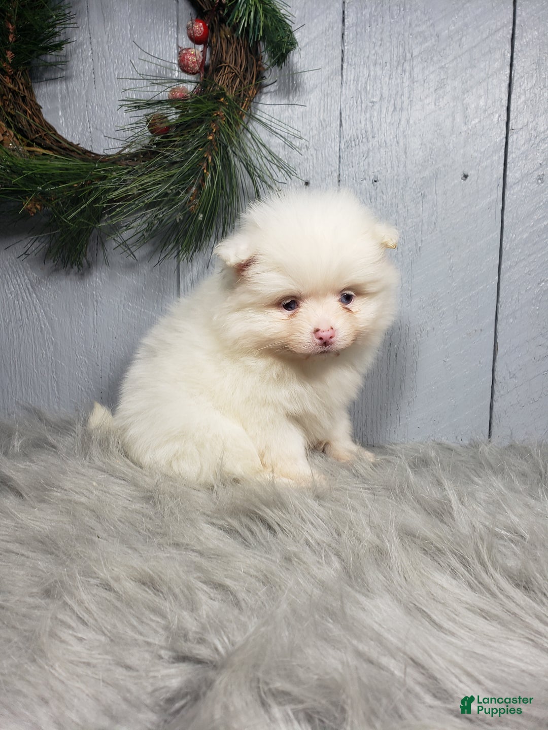 Pomeranian dogs for sale: Ava  - Ad 2