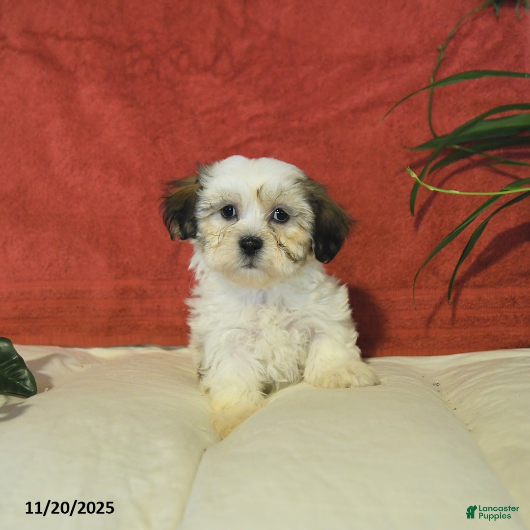 Teddy Bear dogs for sale: Biscuit  - Ad 3