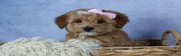 Mini Goldendoodle dogs for sale: 🐾 Meet Nixie – F2B Mini Goldendoodle Puppy 🐾 - Ad 14