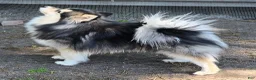 Pomsky dogs for sale: Black mini - Ad 10