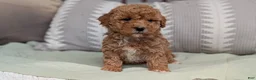 Havapoo dogs for sale: Tripp - Ad 7