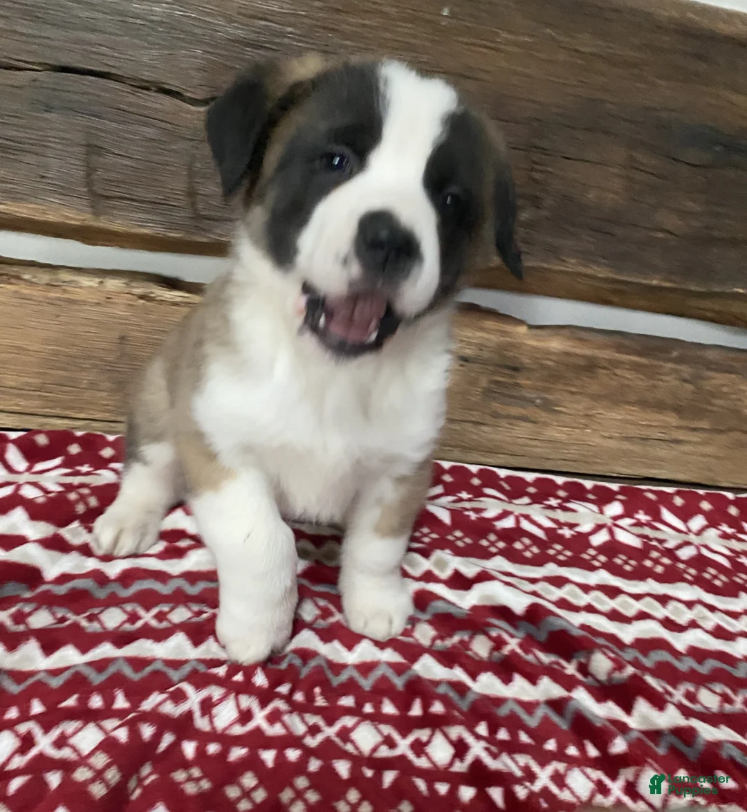 Saint Bernard dogs for sale: MARSHEL - Ad 2
