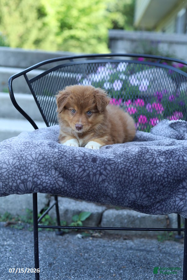 Australian Shepherd dogs Ruby - Ad 2