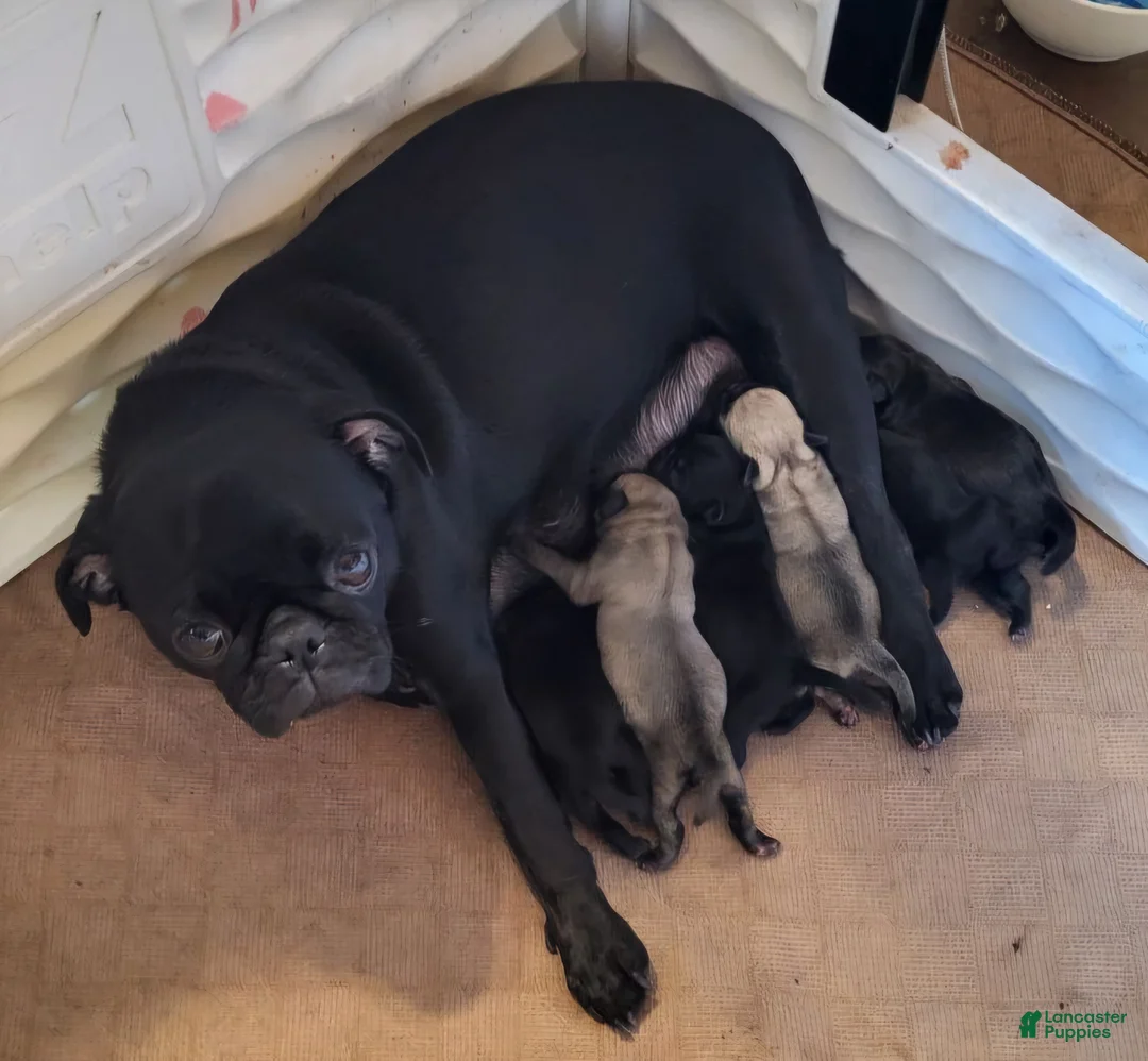 Pug dogs for sale: Milo  - Ad 6