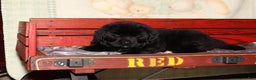 Newfoundland dogs for sale: Storm - Ad 5