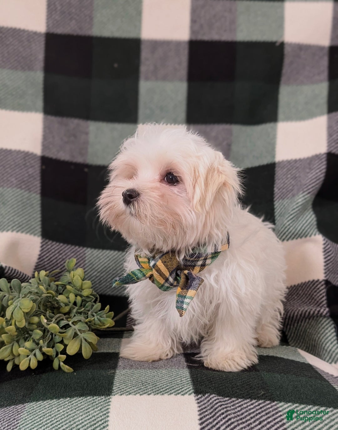 Maltese dogs for sale: Augustus 7 lbs Full Grown - Ad 4