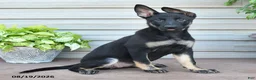 German Shepherd dogs for sale: Fable - Ad 4
