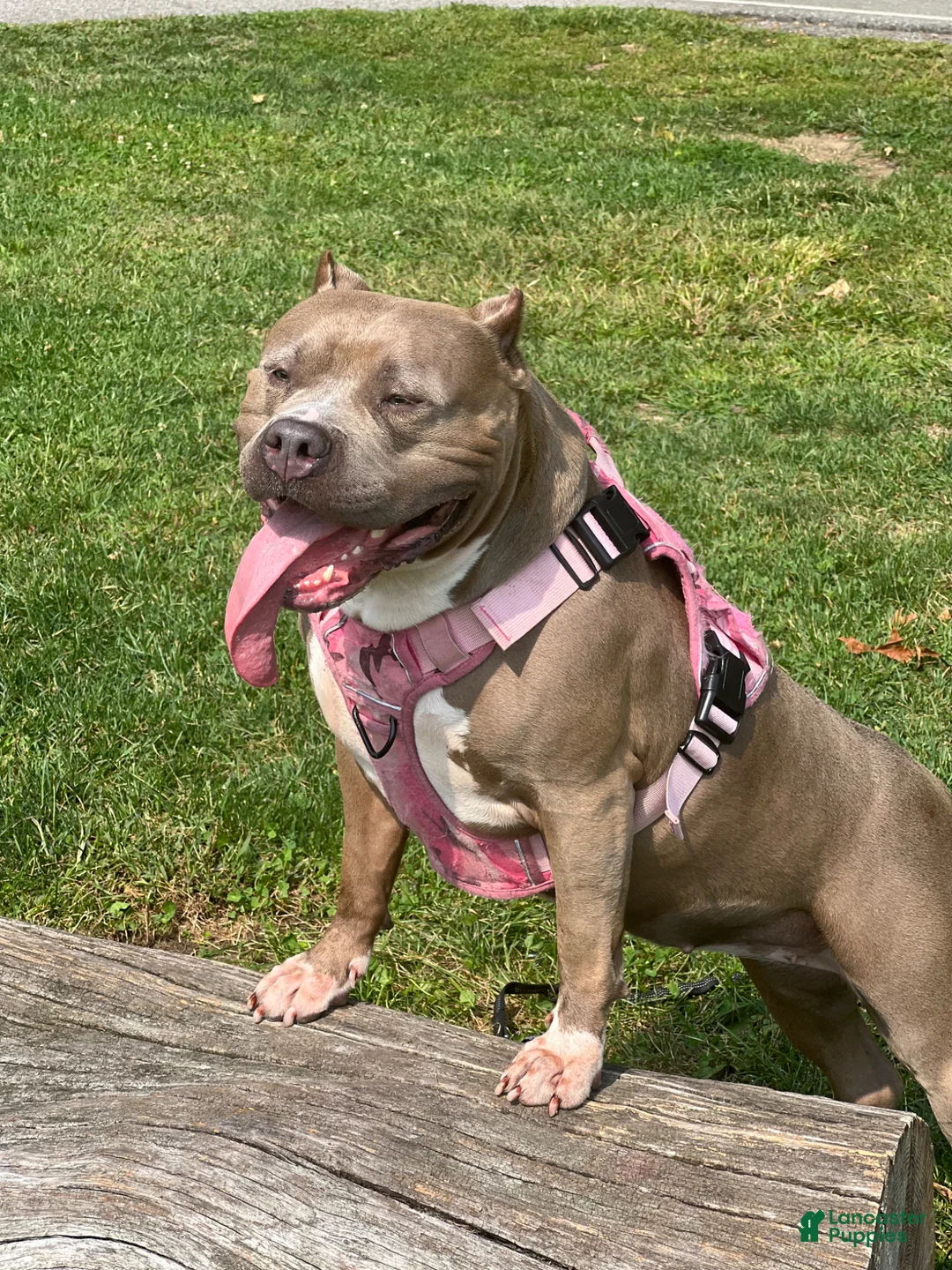 American Bully dogs for sale: American Bully Puppy 3 - Ad 2