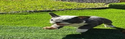French Bulldog dogs for sale: Thelma - Ad 2