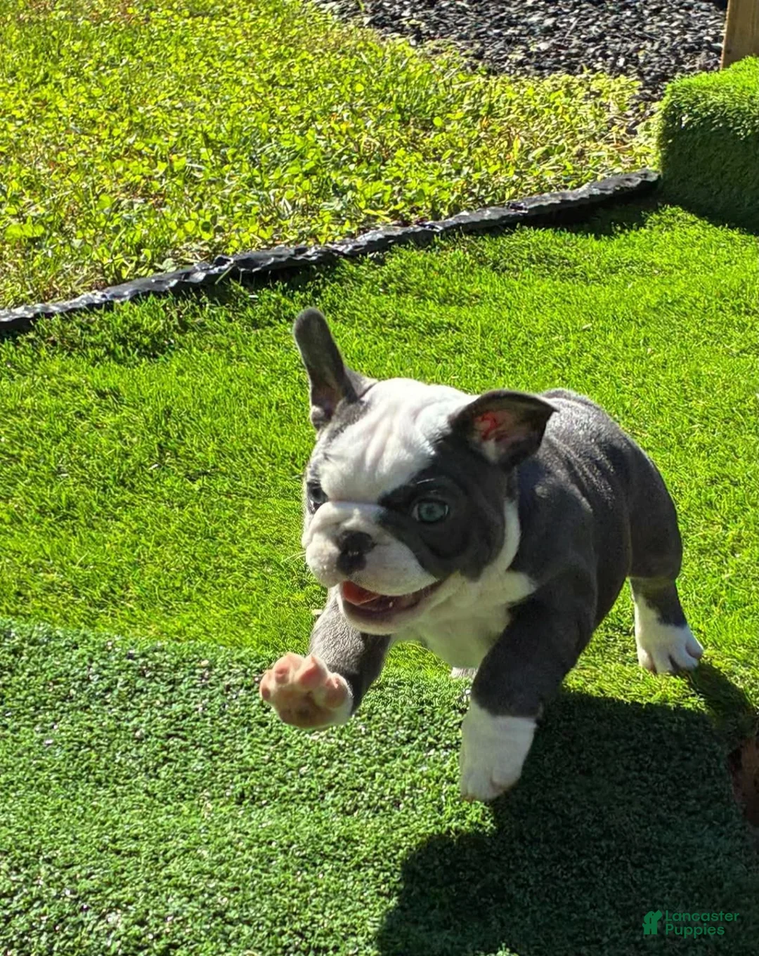 French Bulldog dogs for sale: Thelma - Ad 2