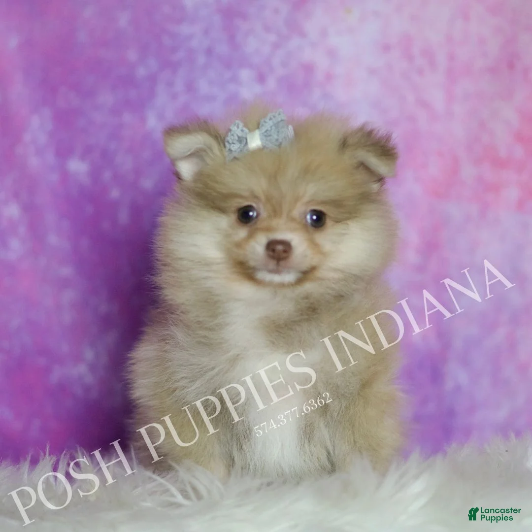 Pomeranian dogs for sale: Snuggles - Ad 2