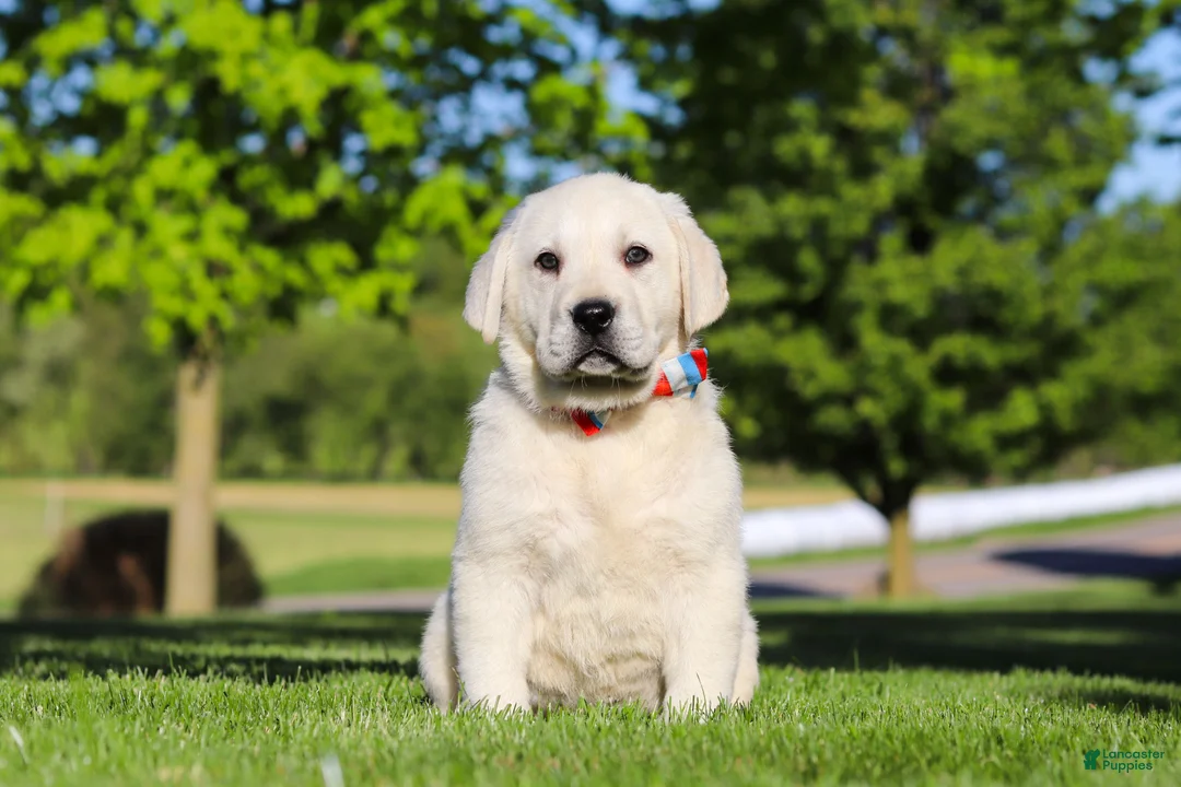 Labrador Retriever dogs for sale: Buddy - Ad 1