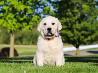 Labrador Retriever dogs for sale: Buddy - Ad 3
