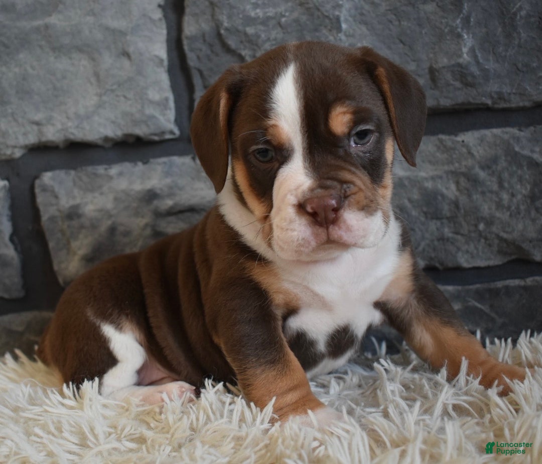 Mixed Breed dogs for sale: Bella  - Ad 1