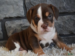 Mixed Breed dogs Bella - Ad 10