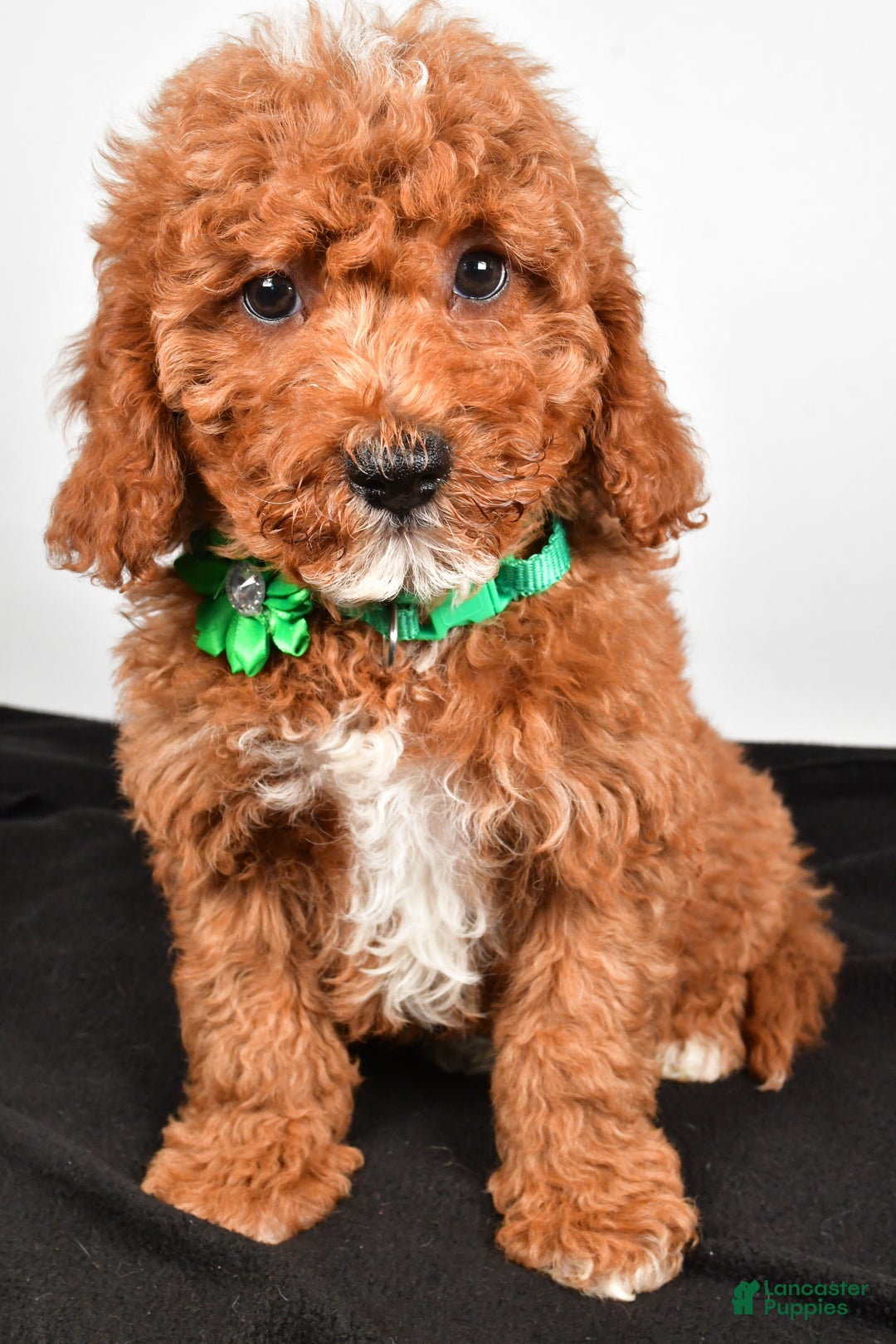 Cavapoo dogs for sale: Shadow - Ad 1