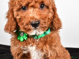 Cavapoo dogs Shadow - Ad 41