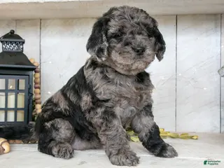 Miniature Labradoodle dogs Mia - Ad 18