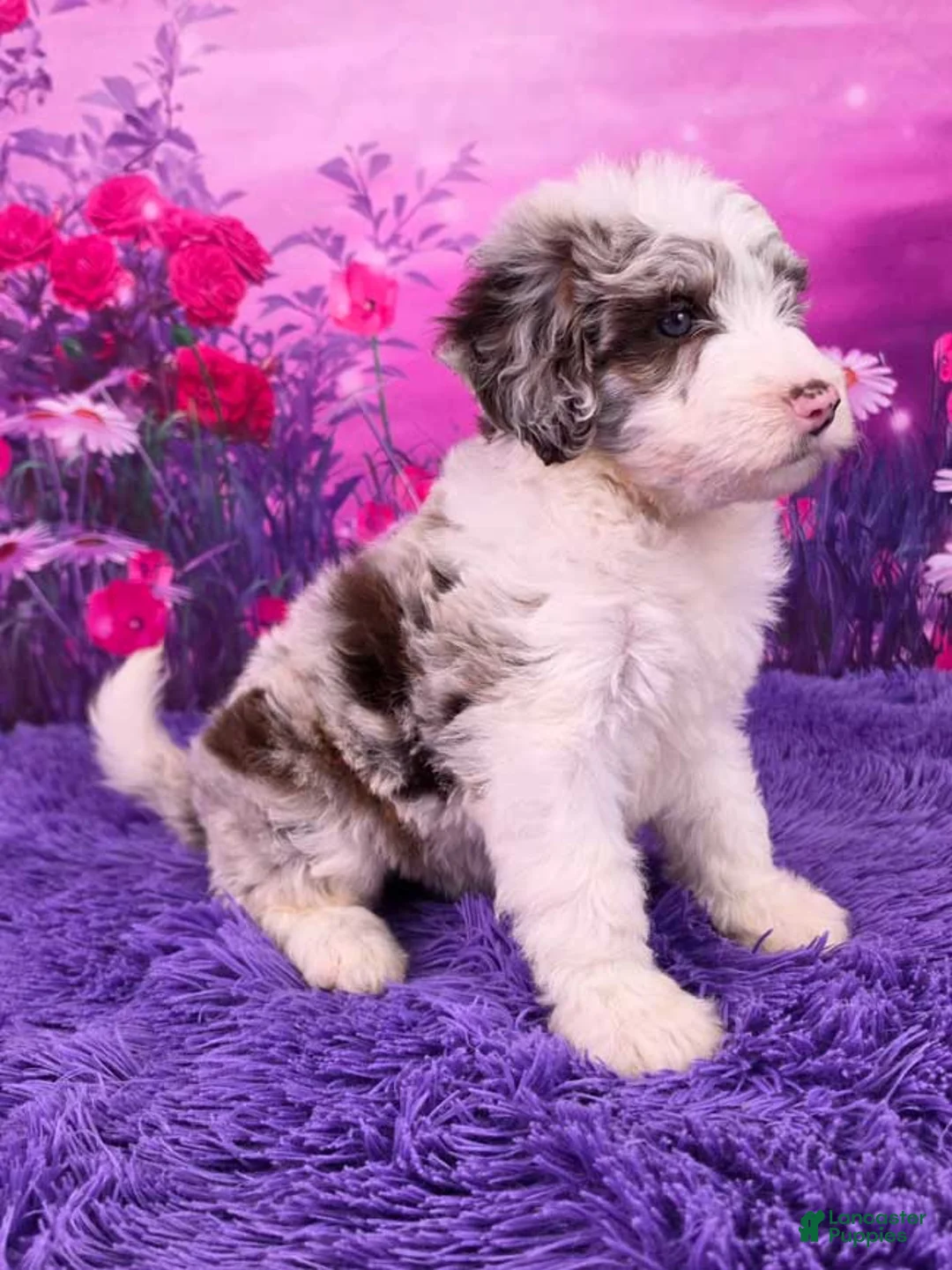 Mini Sheepadoodle dogs for sale: Sue - Ad 2