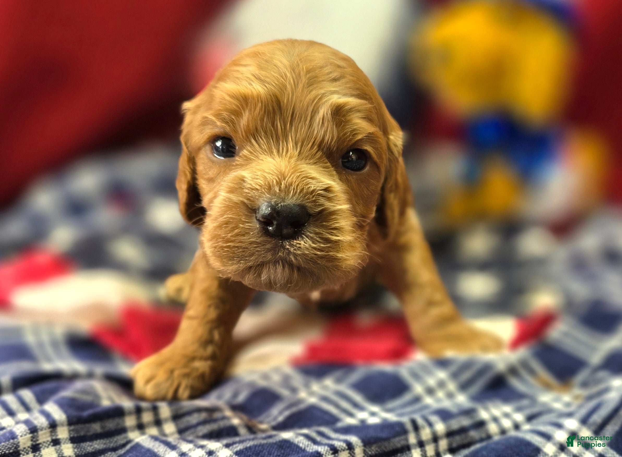 Cockapoo dogs Versace - Ad 20