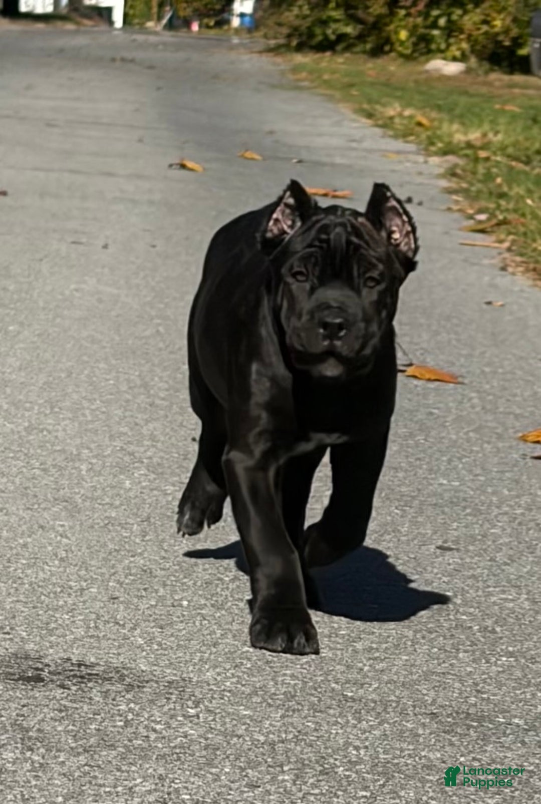 Cane Corso dogs for sale: Curry - Ad 2