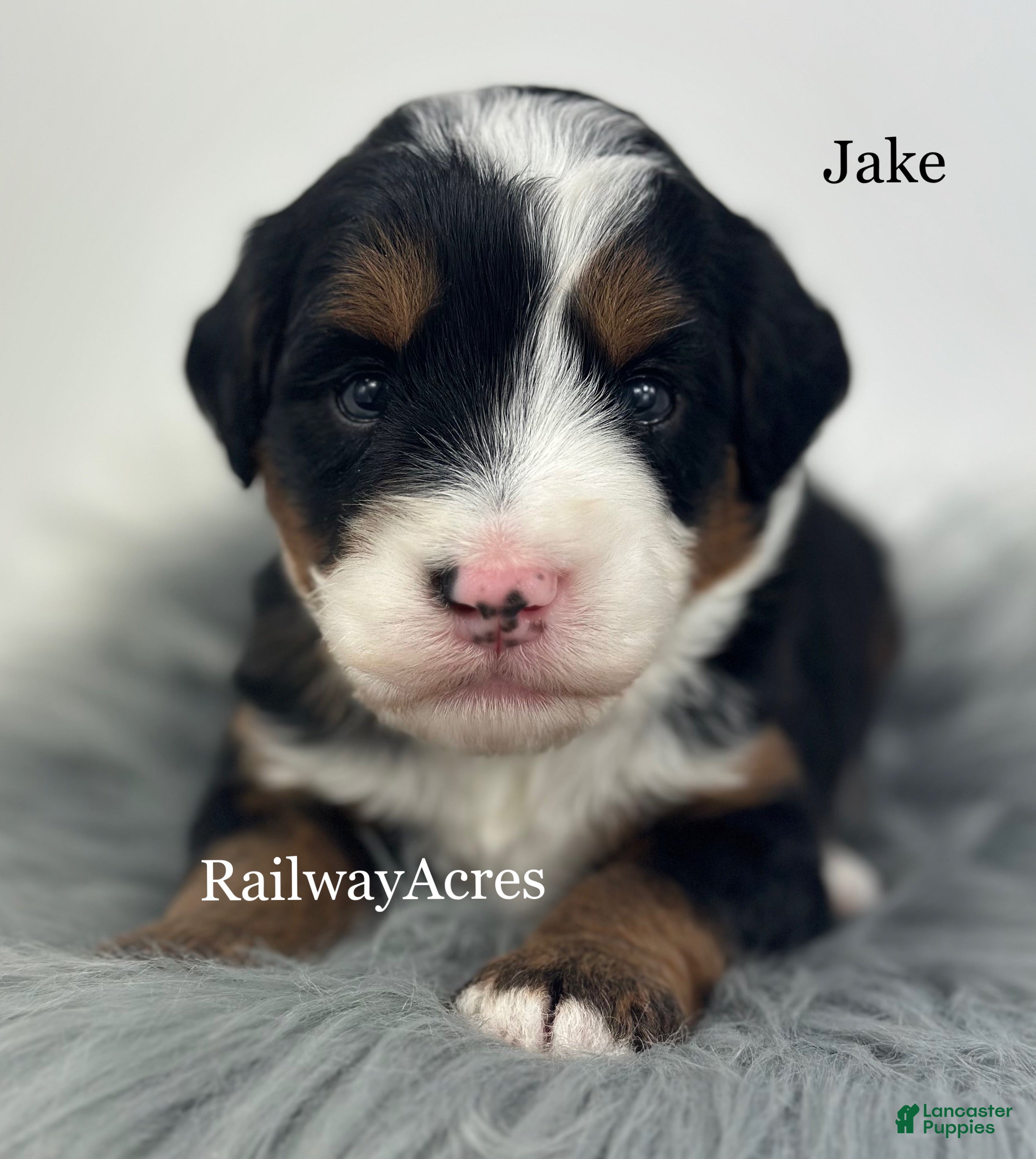 Mini Bernedoodle dogs Jake - Ad 42