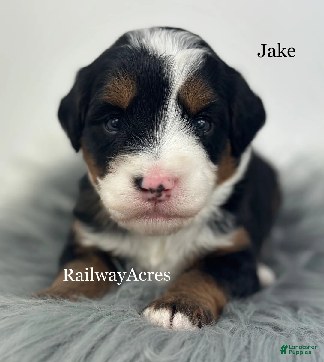 Mini Bernedoodle dogs for sale: Jake - Ad 1