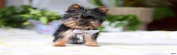Yorkshire Terrier dogs for sale: Bruno - Ad 4