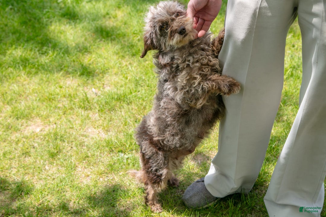 Miniature Labradoodle dogs for sale: Brielle - Ad 4