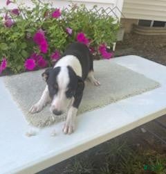 Mixed Breed dogs Mixed Breed 2 Marrisa - Ad 8