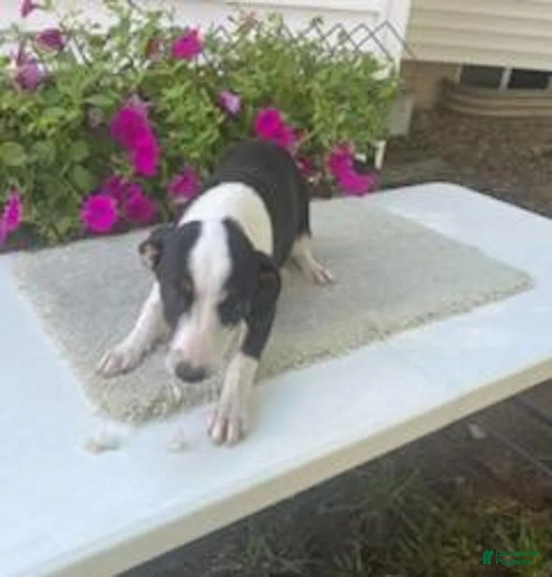 Mixed Breed dogs for sale: Mixed Breed 2 Marrisa - Ad 1