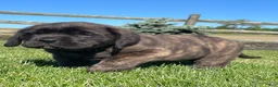 English Mastiff dogs for sale: Ellie - Ad 2