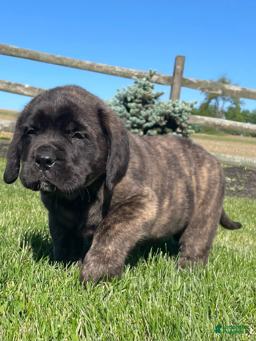 English Mastiff dogs for sale: Ellie - Ad 2