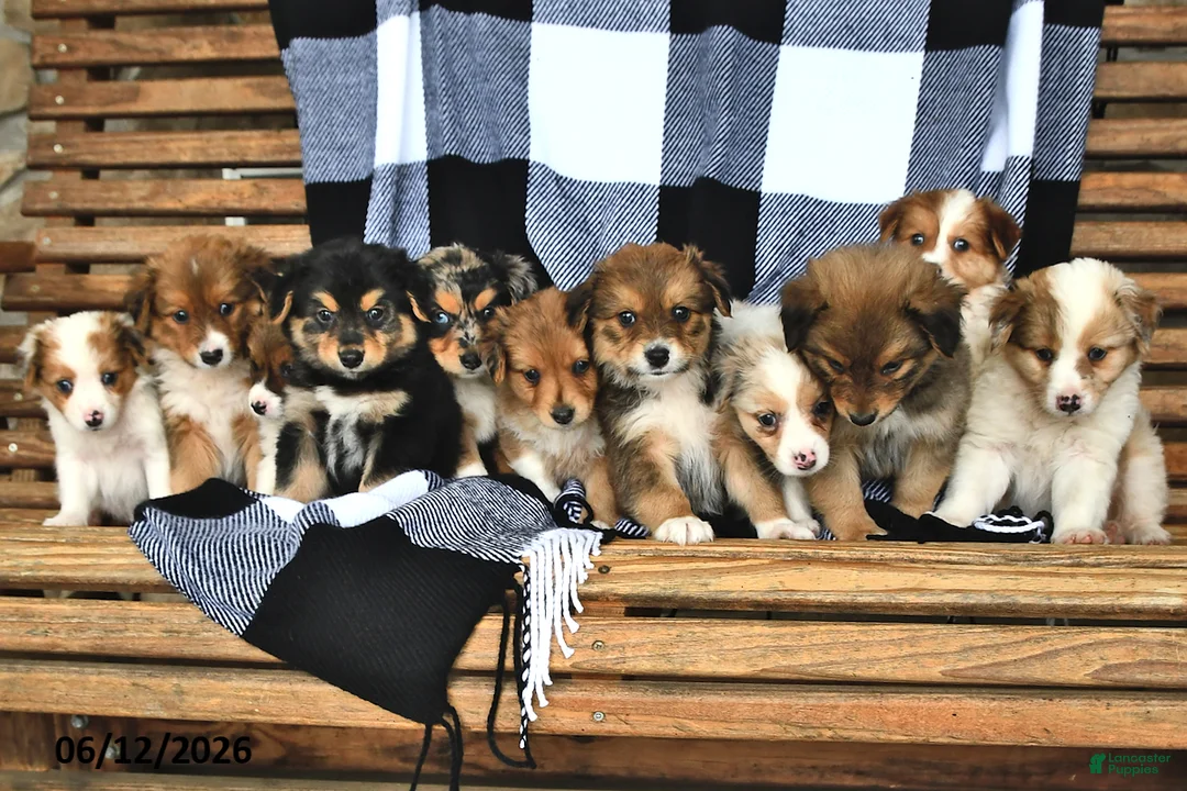 Mixed Breed dogs for sale: Sunny   - Ad 3
