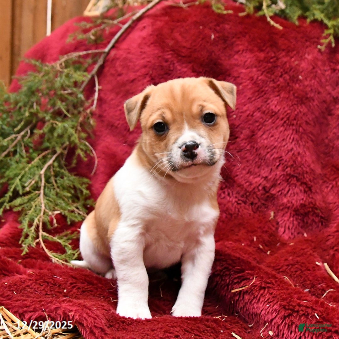 Mixed Breed dogs for sale: Puddles - Ad 4