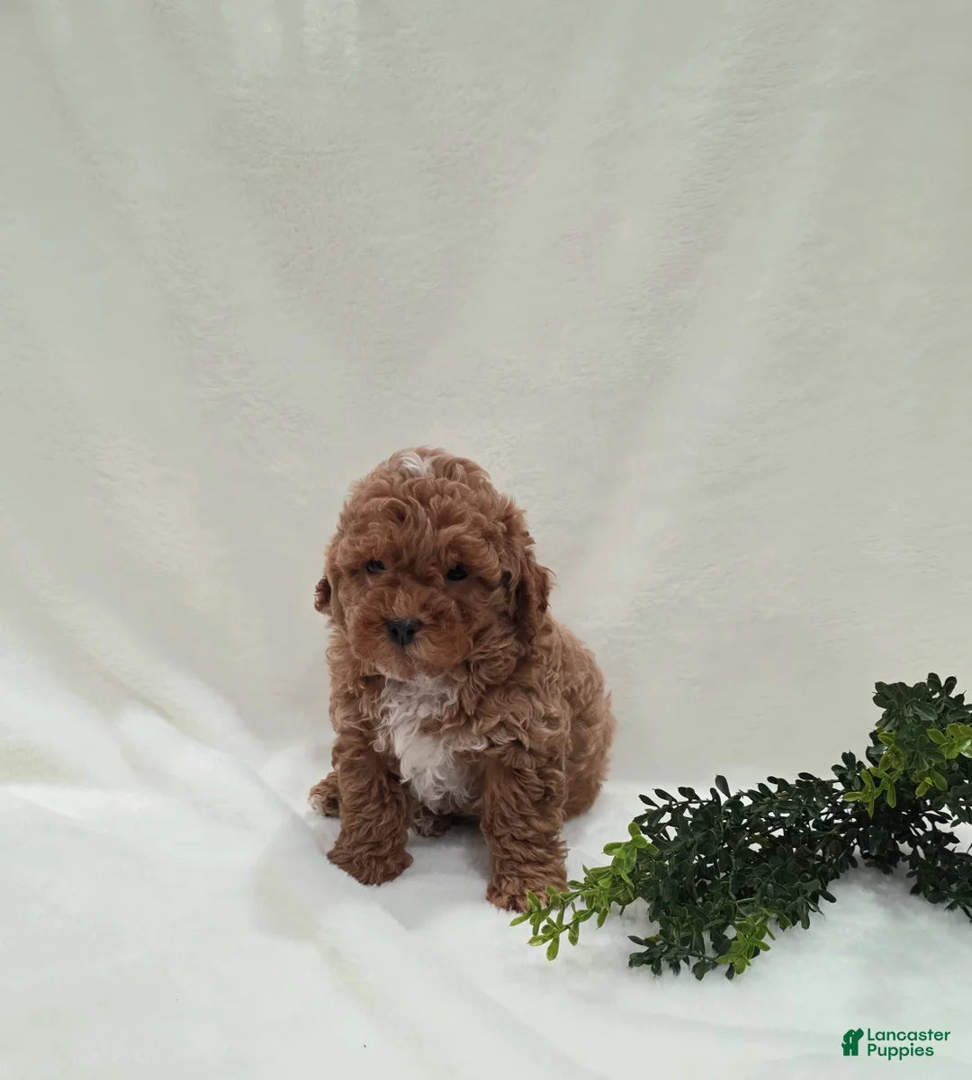 Cavapoo dogs for sale: Waffles  - Ad 2
