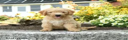 Mini Goldendoodle dogs for sale: Troy - Ad 4
