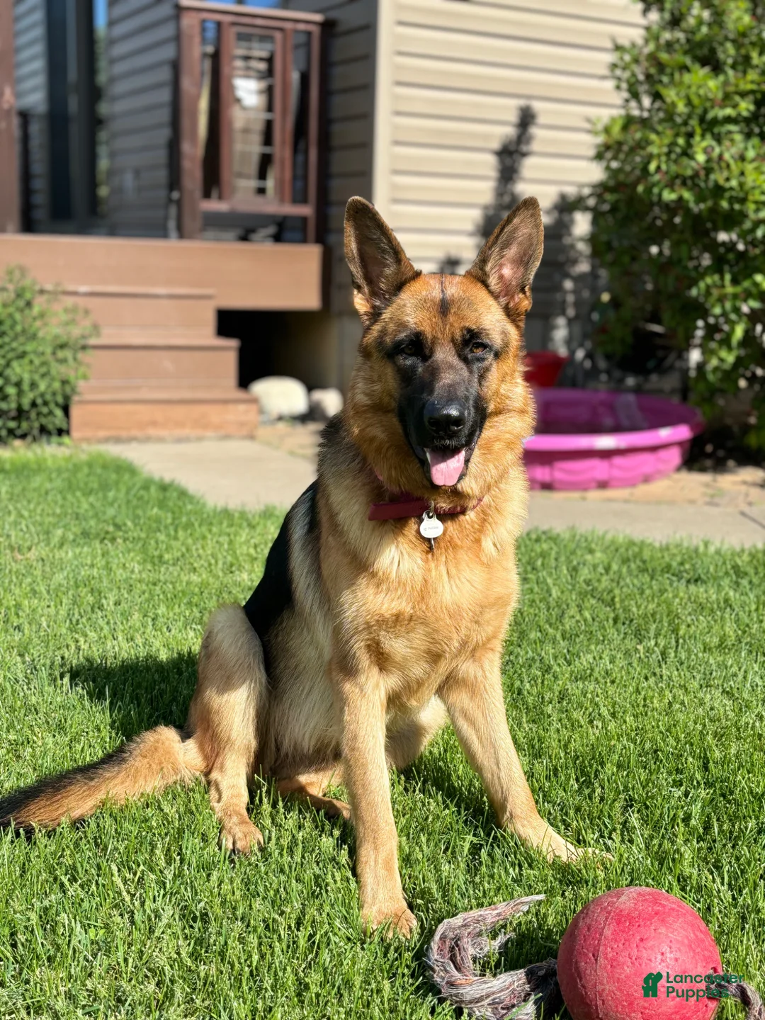 German Shepherd dogs for sale: German Shepherd Puppy 2 - Ad 2