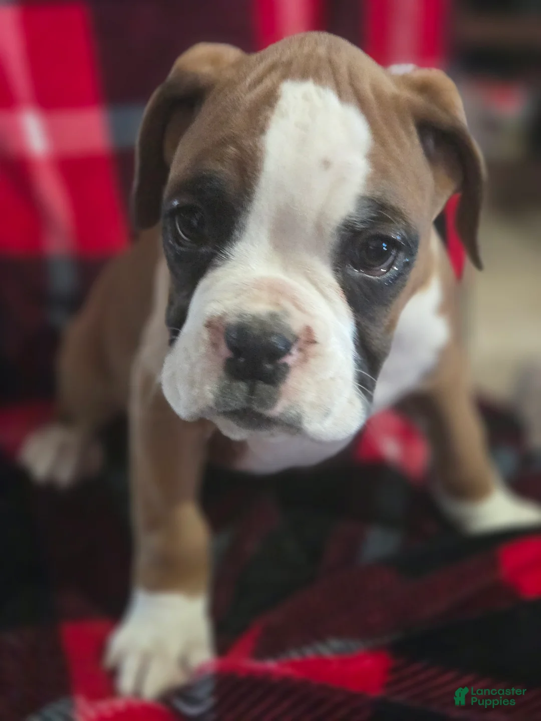 Boxer dogs for sale: Buddy - Ad 6