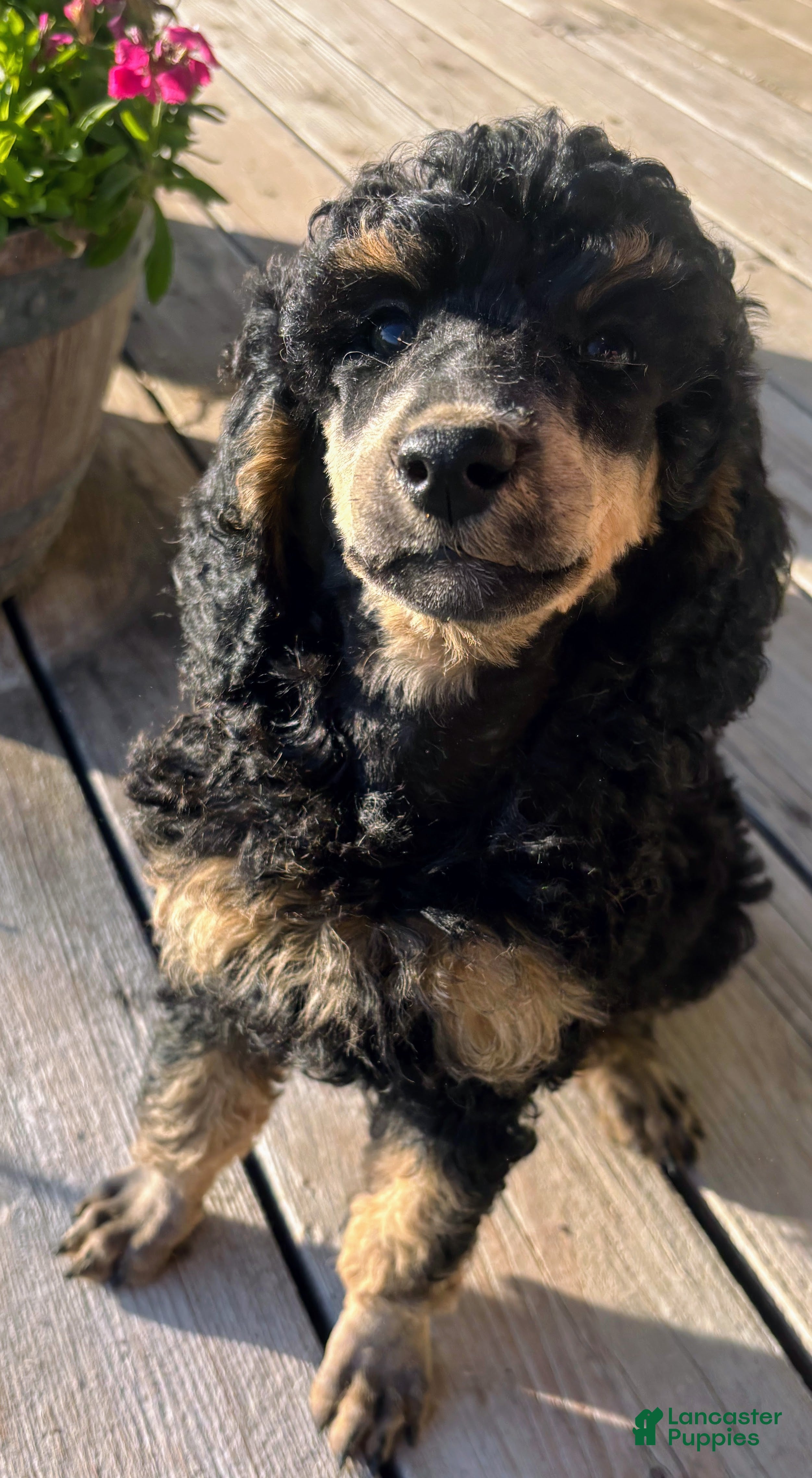 Standard Poodle dogs Standard Poodle 11 Black Phantom - Ad 1