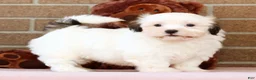 Malshi dogs for sale: Braxton - Ad 3