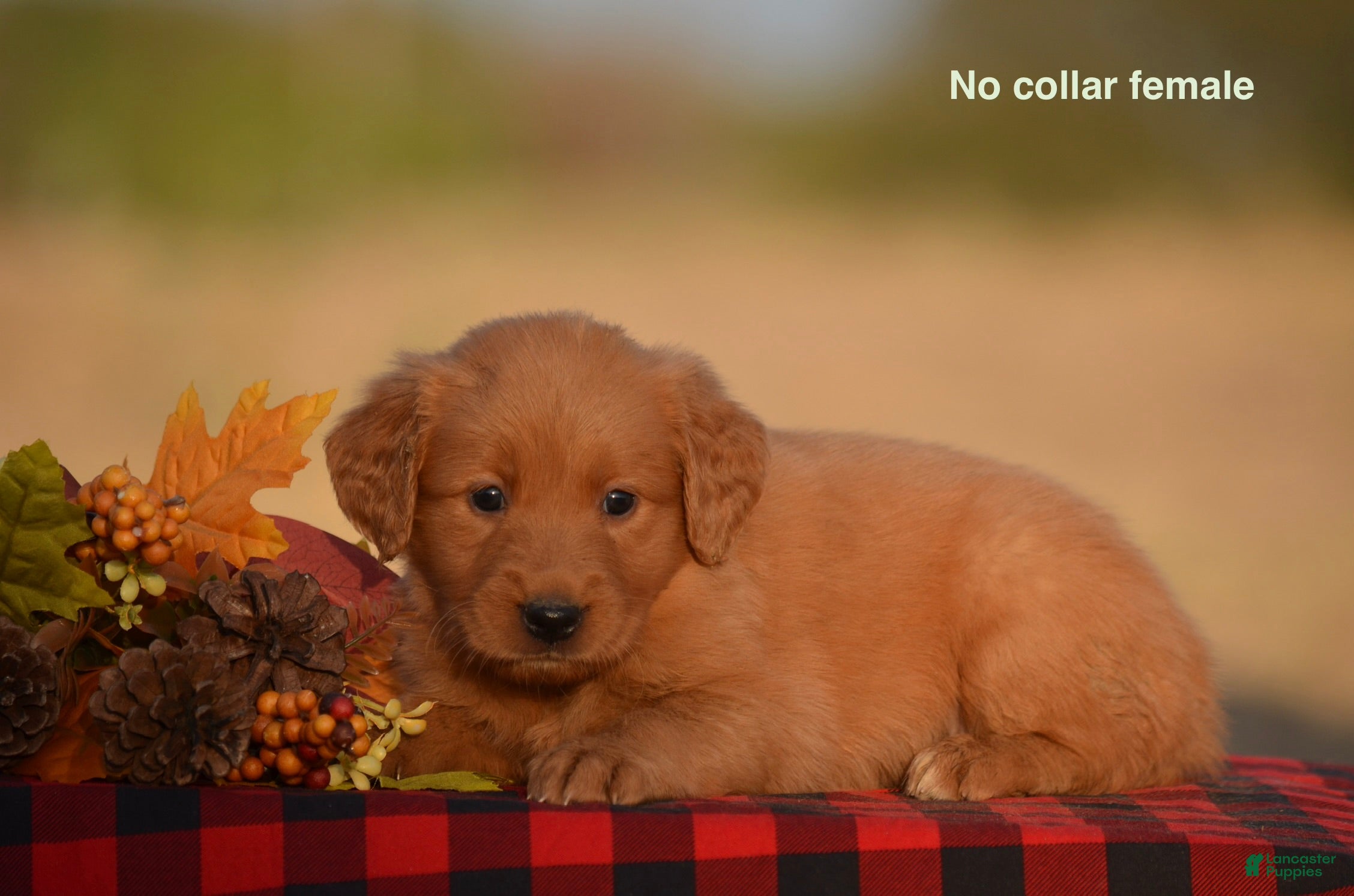 Golden Retriever dogs Kenya - Ad 2